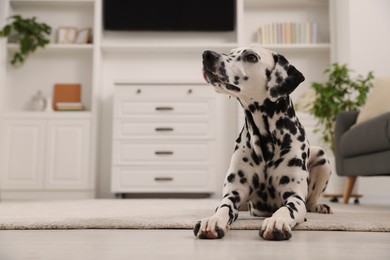 Photo of Adorable Dalmatian dog lying on rug indoors