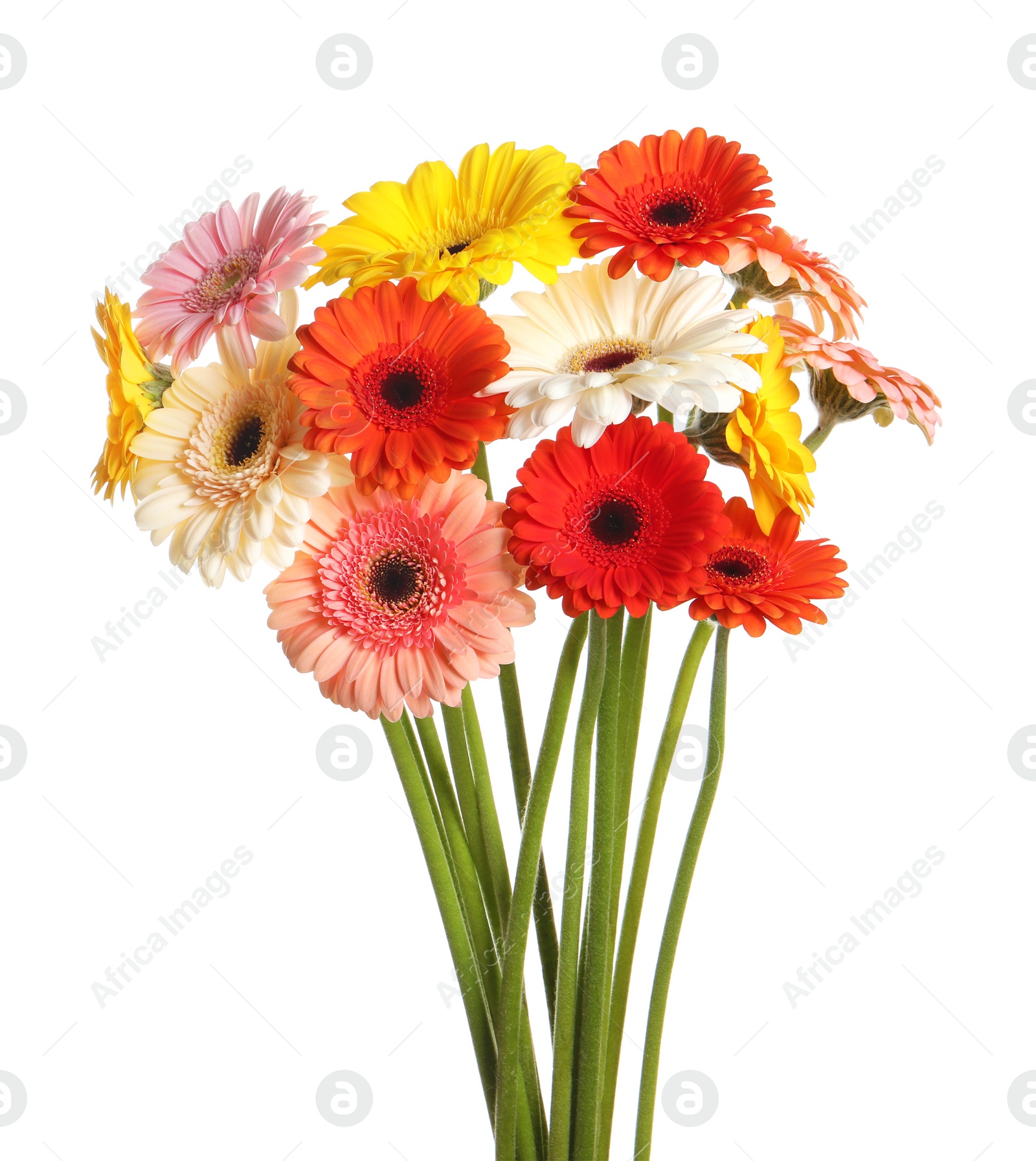 Photo of Bouquet of beautiful colorful gerbera flowers on white background