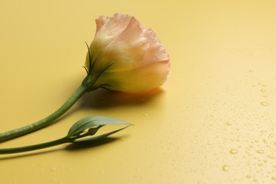 Photo of Beautiful eustoma flower with water drops on yellow background, closeup. Space for text