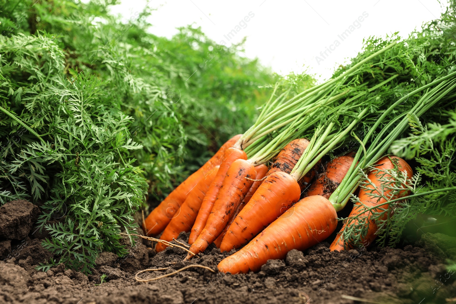 Photo of Pile of fresh ripe carrots on field. Organic farming