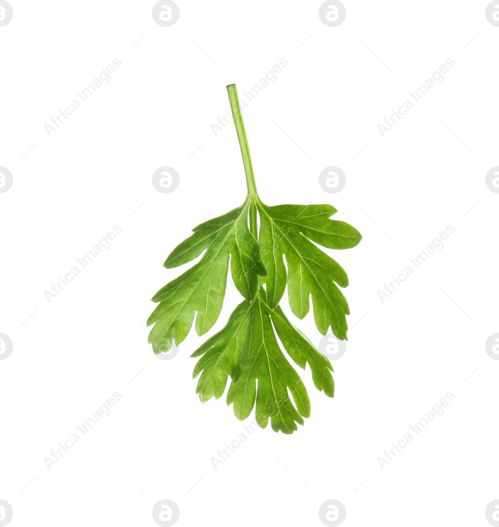 Photo of Leaves of fresh tasty parsley on white background, top view