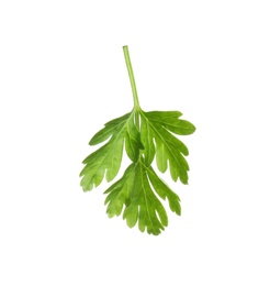 Leaves of fresh tasty parsley on white background, top view