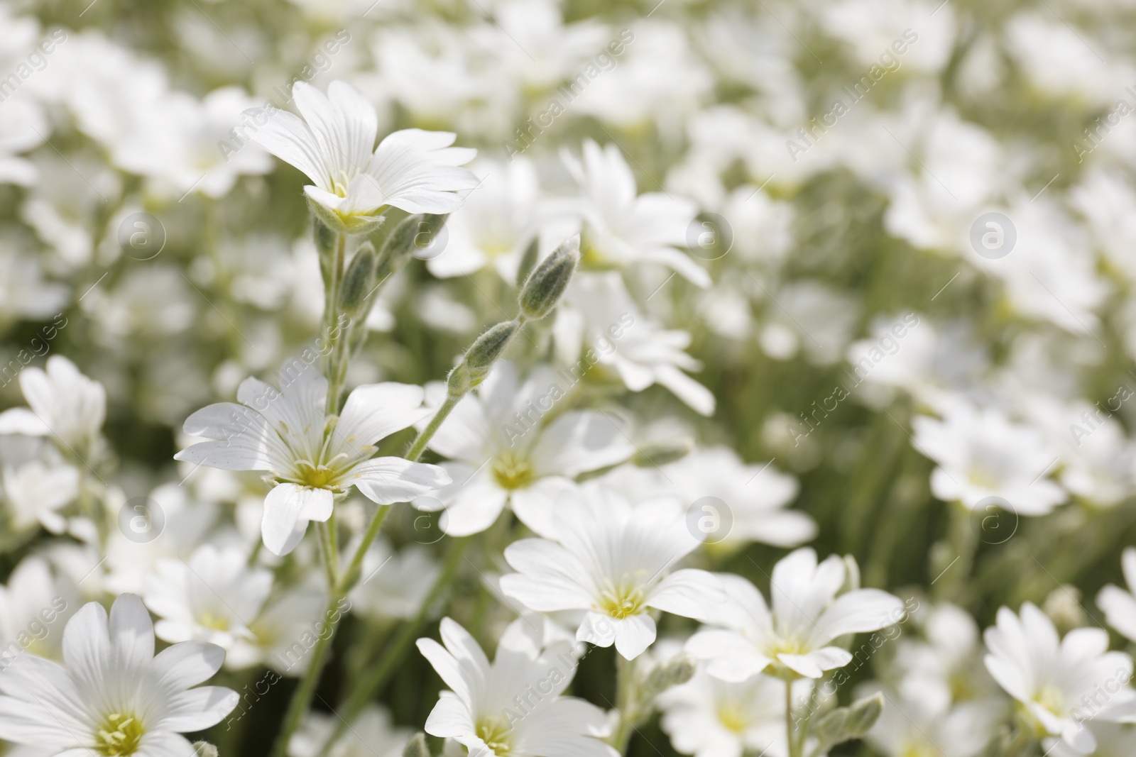 Photo of Closeup view of beautiful white meadowfoam field