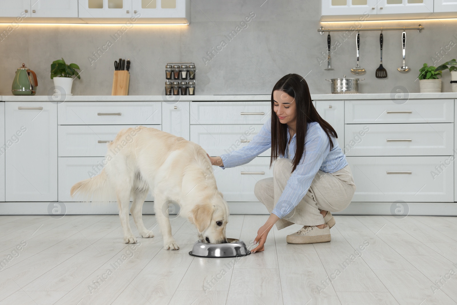 Photo of Beautiful young woman feeding her adorable Labrador Retriever in kitchen