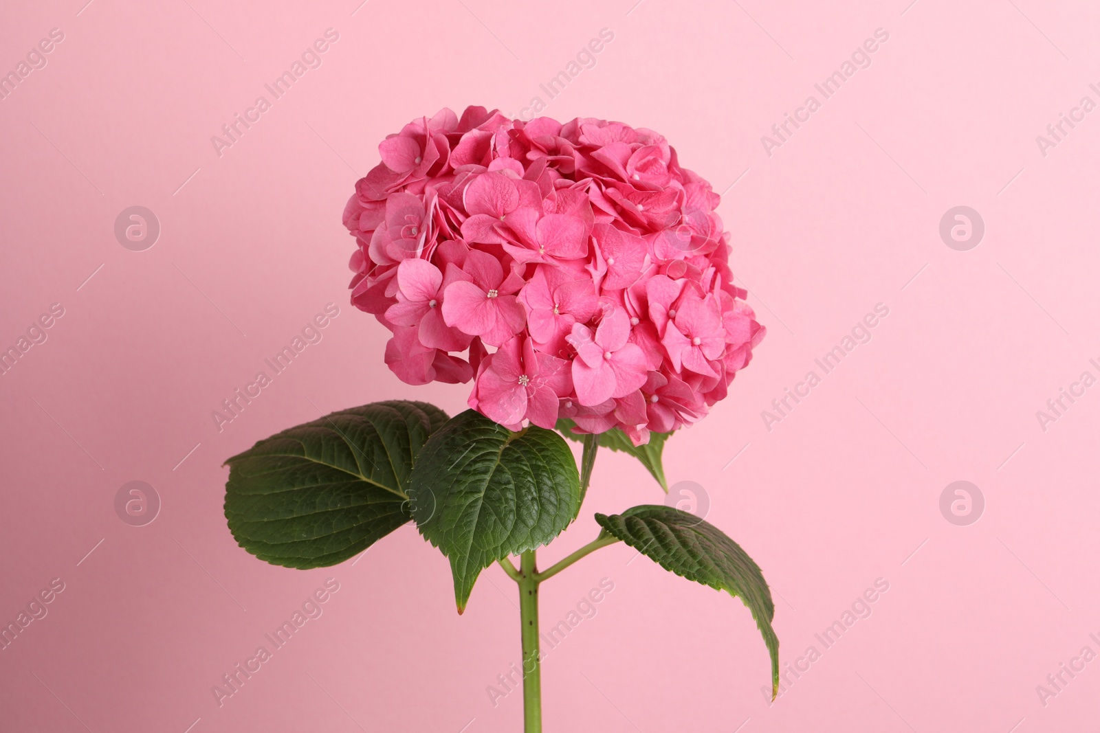 Photo of Branch of hortensia plant with delicate flowers on pink background