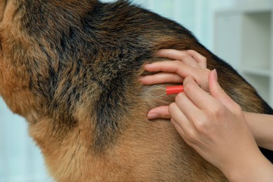 Photo of Woman taking ticks off dog indoors, closeup