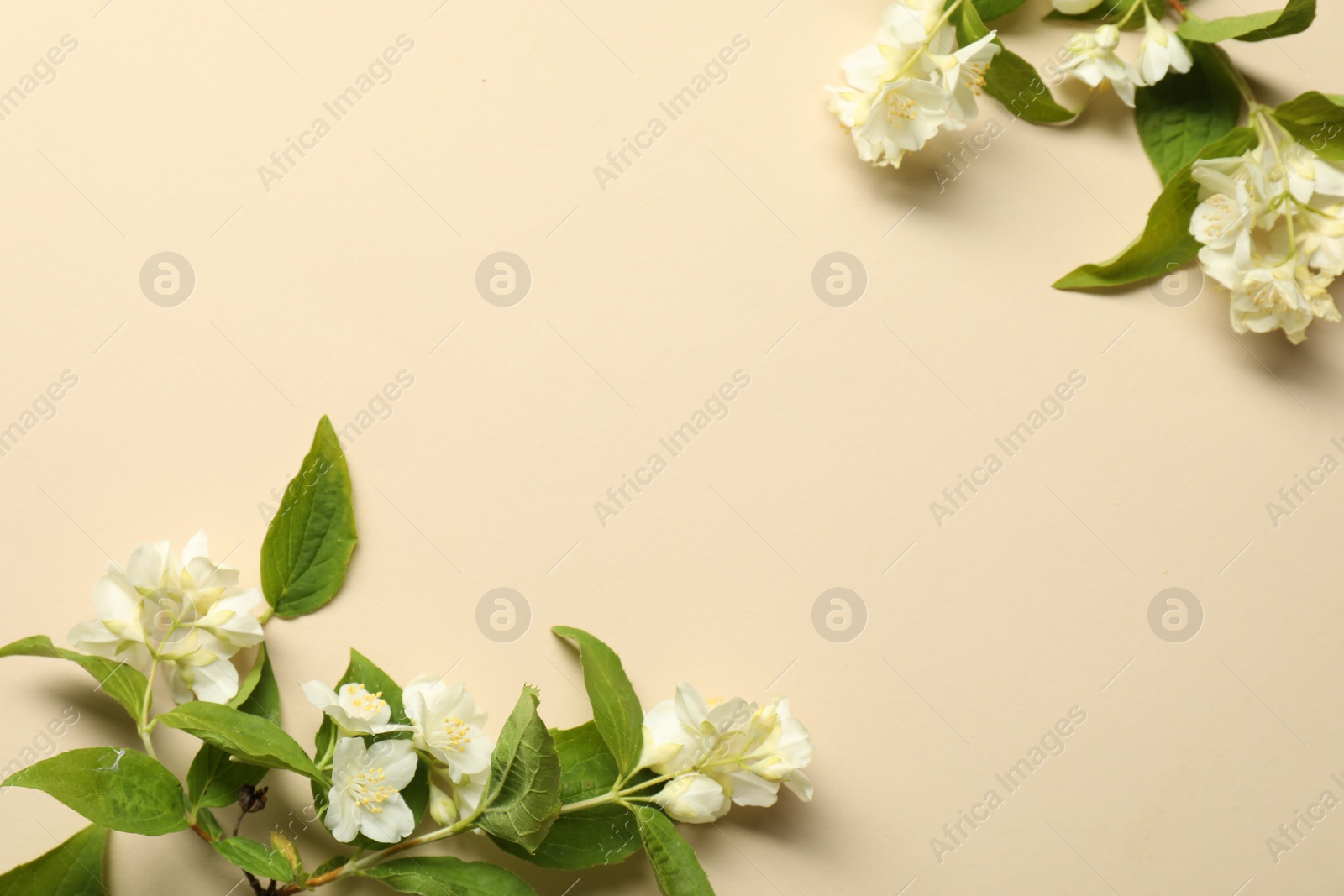 Photo of Aromatic jasmine flowers and green leaves on beige background, flat lay. Space for text