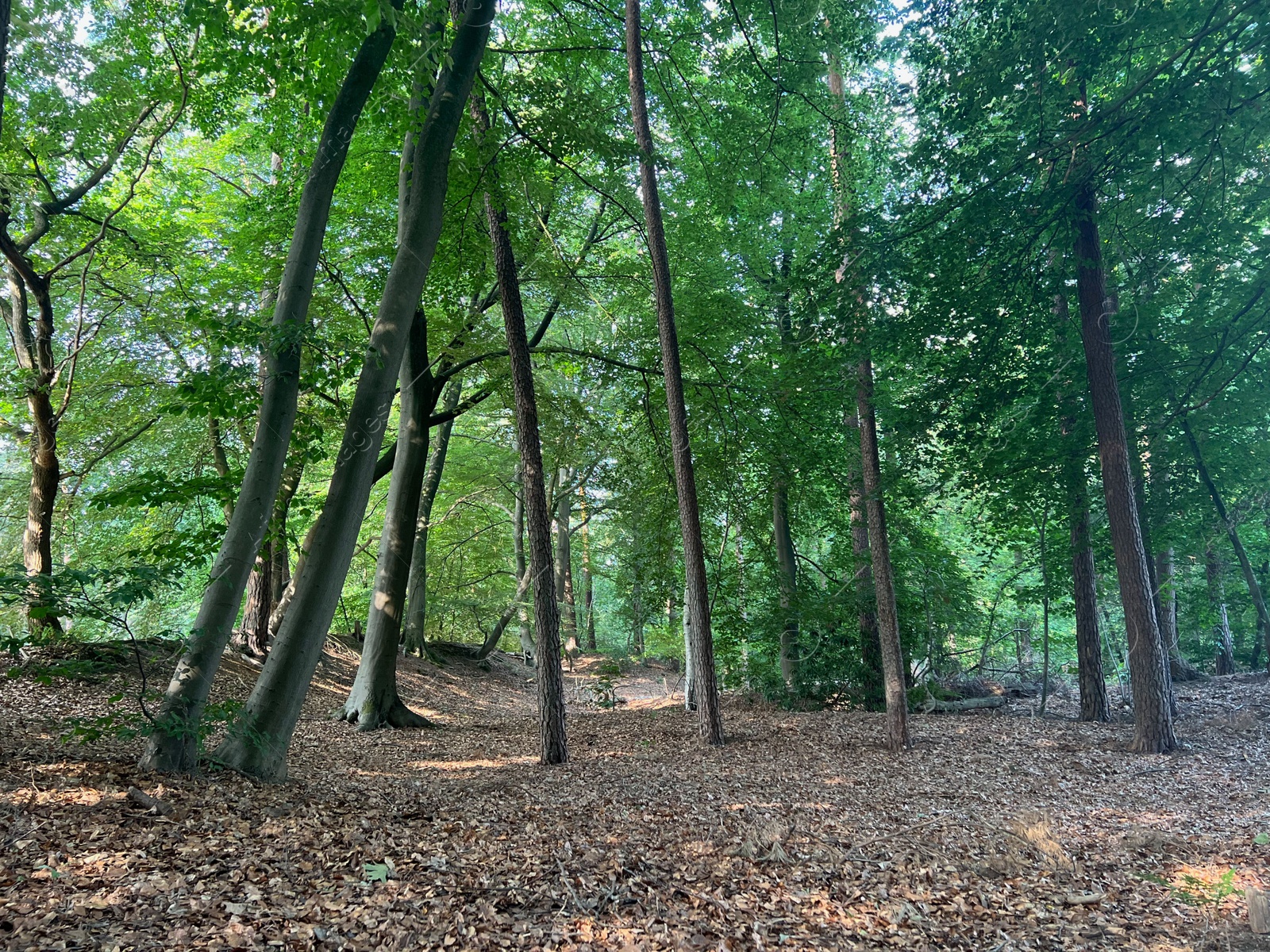 Photo of Beautiful green trees in forest on sunny day