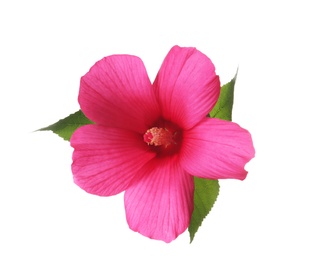 Photo of Beautiful tropical Hibiscus flower on white background