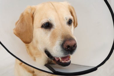 Photo of Cute Labrador Retriever with protective cone collar indoors
