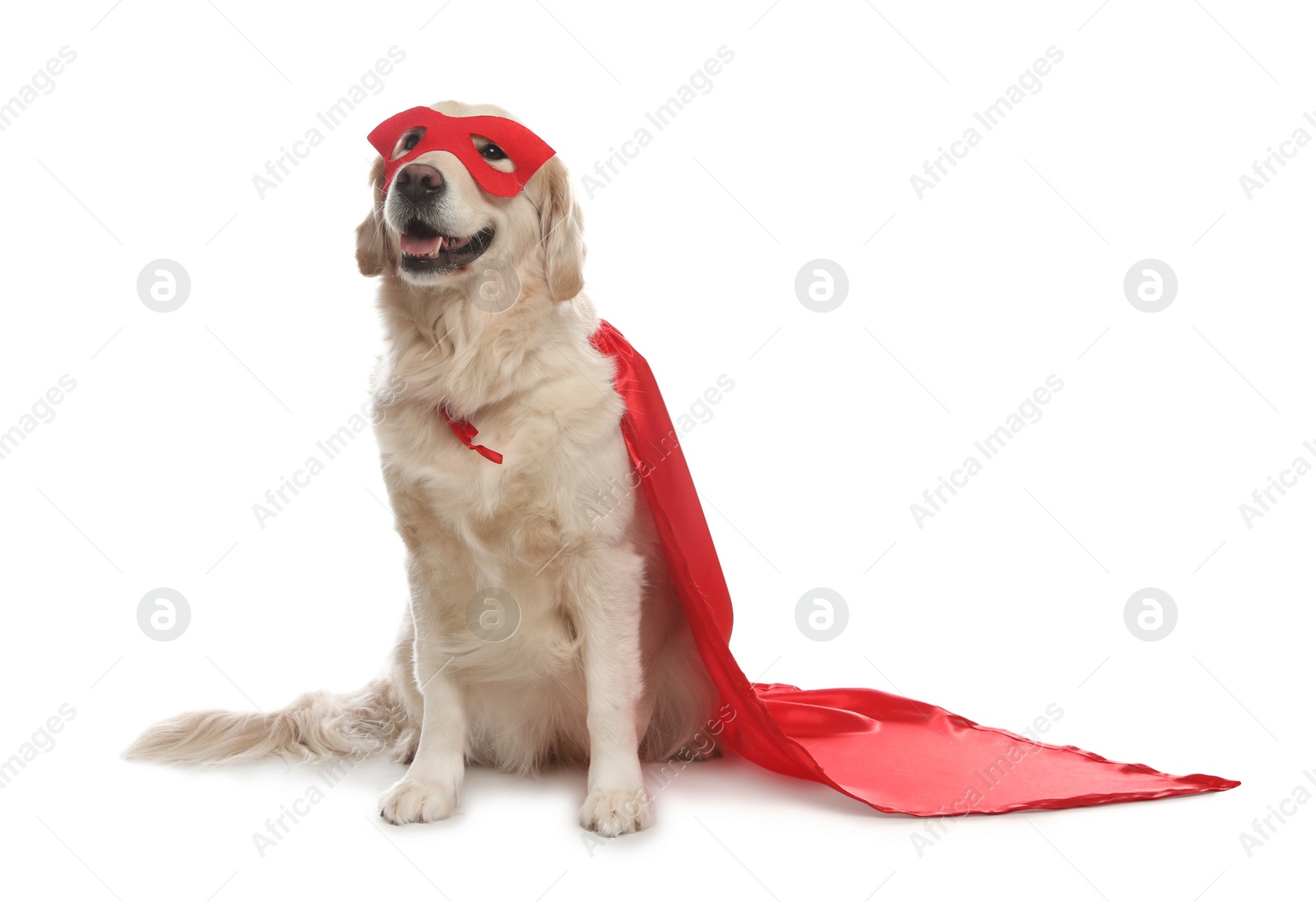 Photo of Adorable dog in red superhero cape and mask on white background