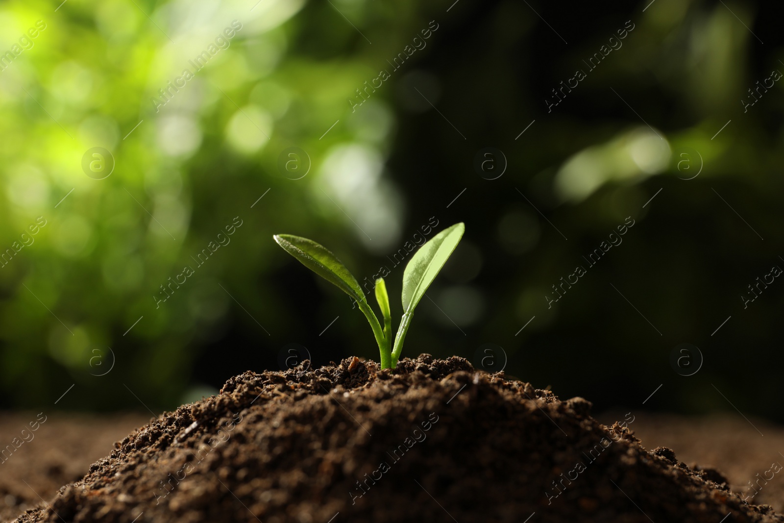 Photo of Young seedling in soil on blurred background