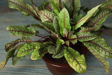 Sorrel plant in pot on wooden table, closeup