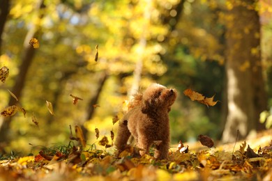 Photo of Cute Maltipoo dog and falling leaves in autumn park