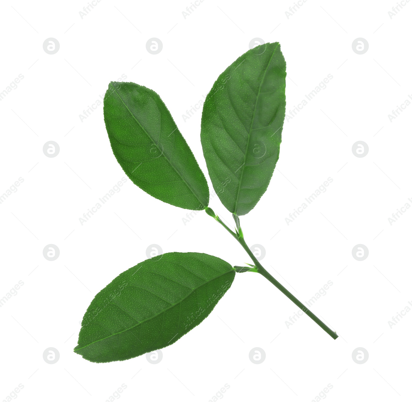 Photo of Fresh green lemon leaves on white background