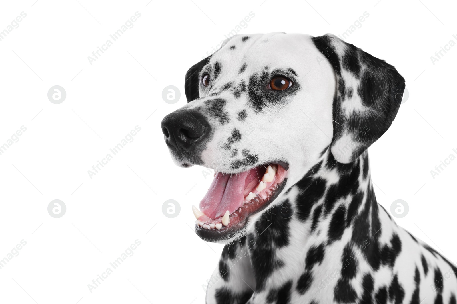 Photo of Adorable Dalmatian dog on white background. Lovely pet