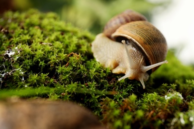 Photo of Common garden snail crawling on green moss, closeup