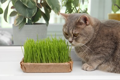 Cute cat near fresh green grass on windowsill indoors