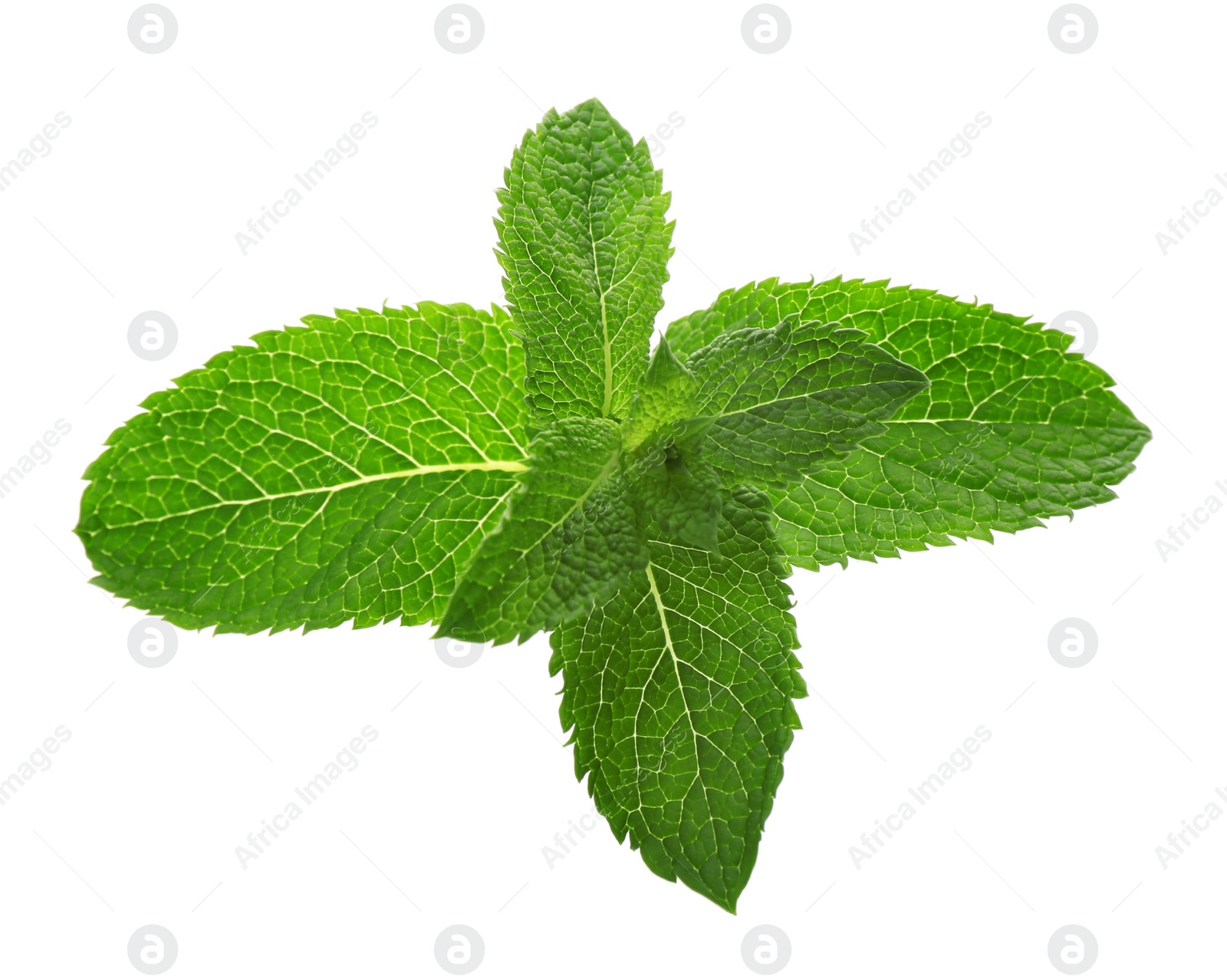 Photo of Fresh green mint leaves on white background