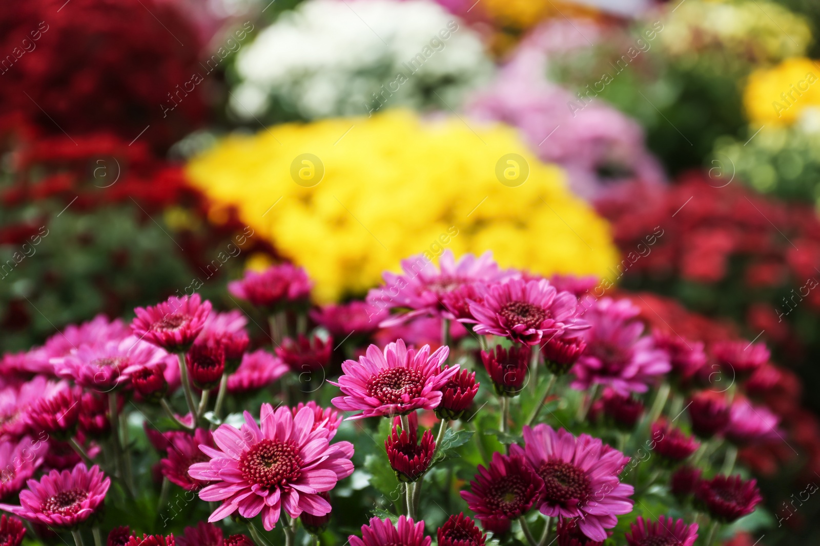 Photo of Beautiful fresh bouquet of colorful chrysanthemum flowers