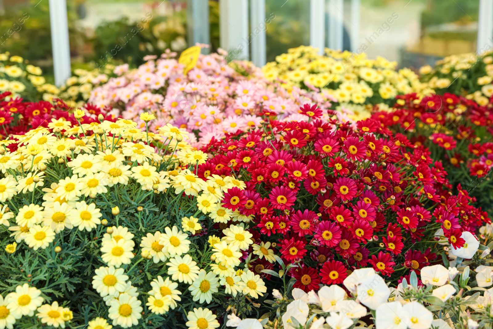 Photo of Many colorful marguerite daisy flowers on blurred background