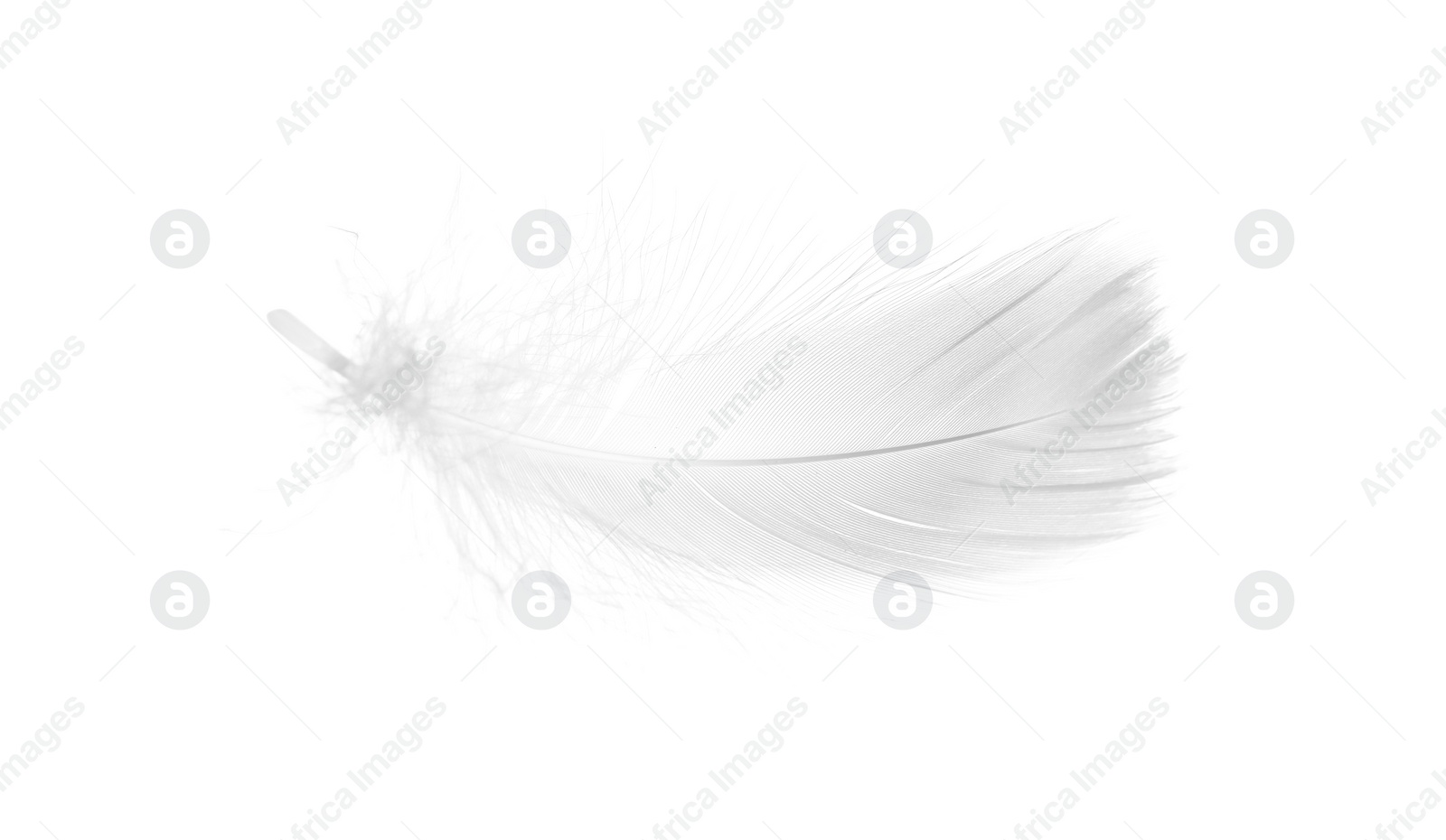 Photo of Beautiful fluffy bird feather isolated on white