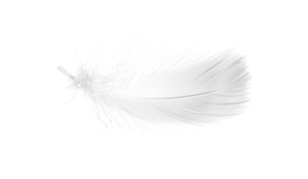 Beautiful fluffy bird feather isolated on white