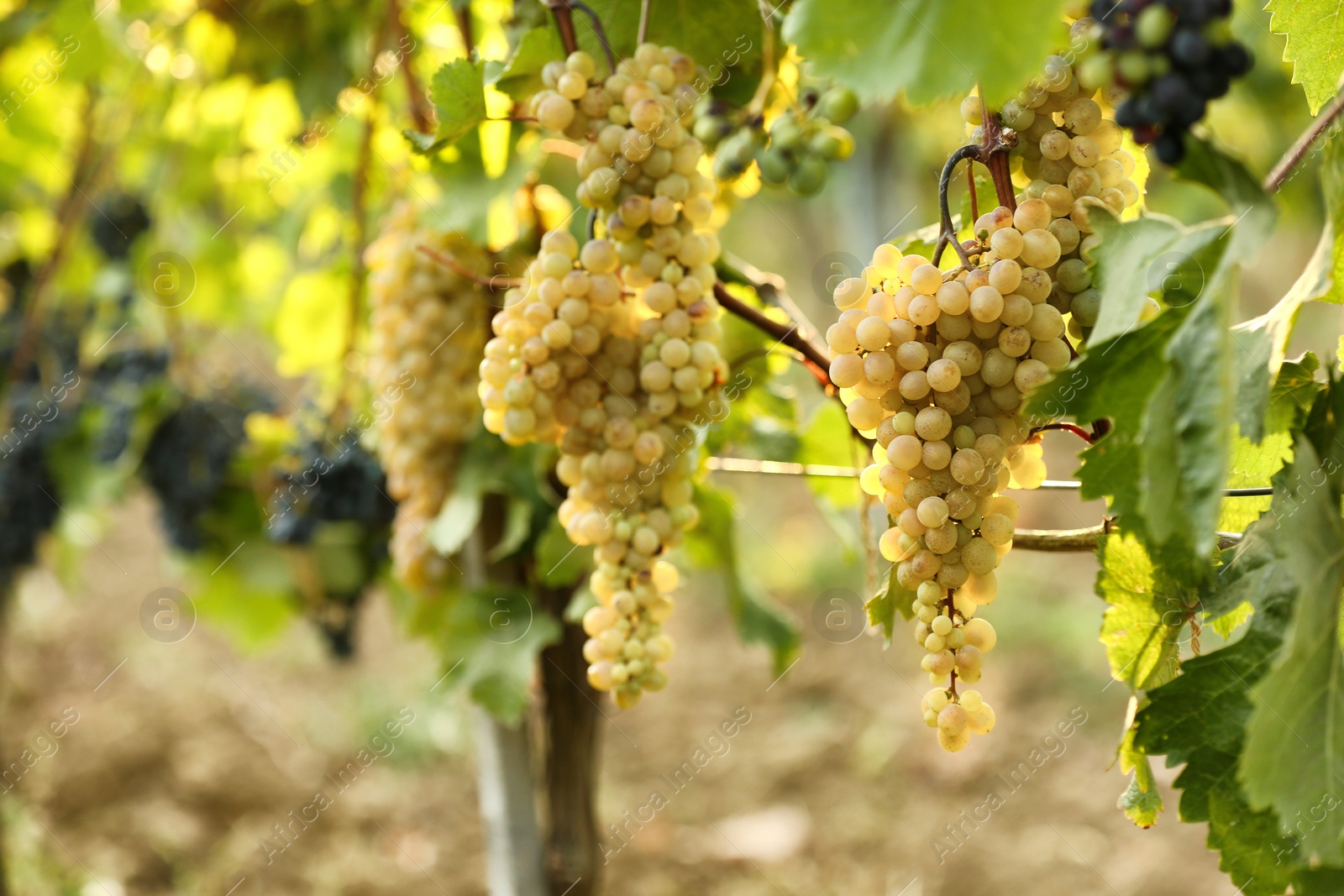 Photo of Fresh ripe juicy grapes growing on branches in vineyard