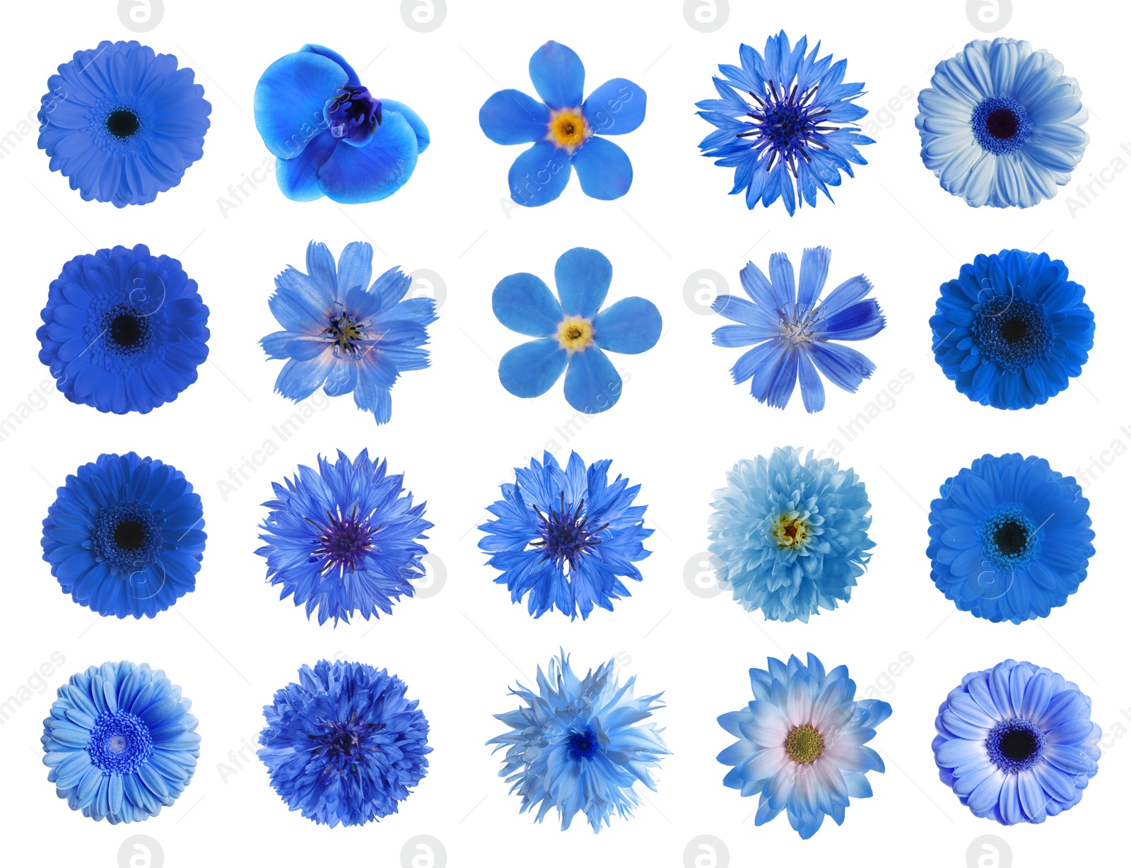 Image of Set with different beautiful blue flowers on white background