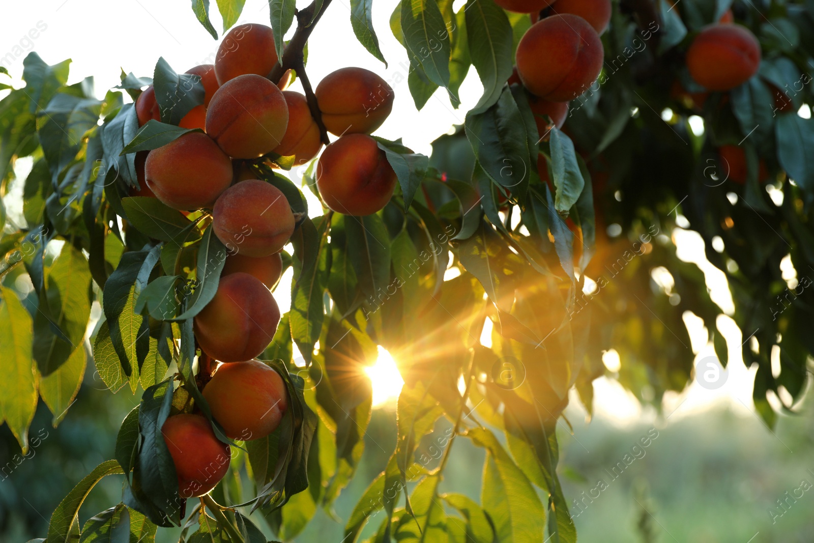 Photo of Fresh ripe peaches on tree in garden