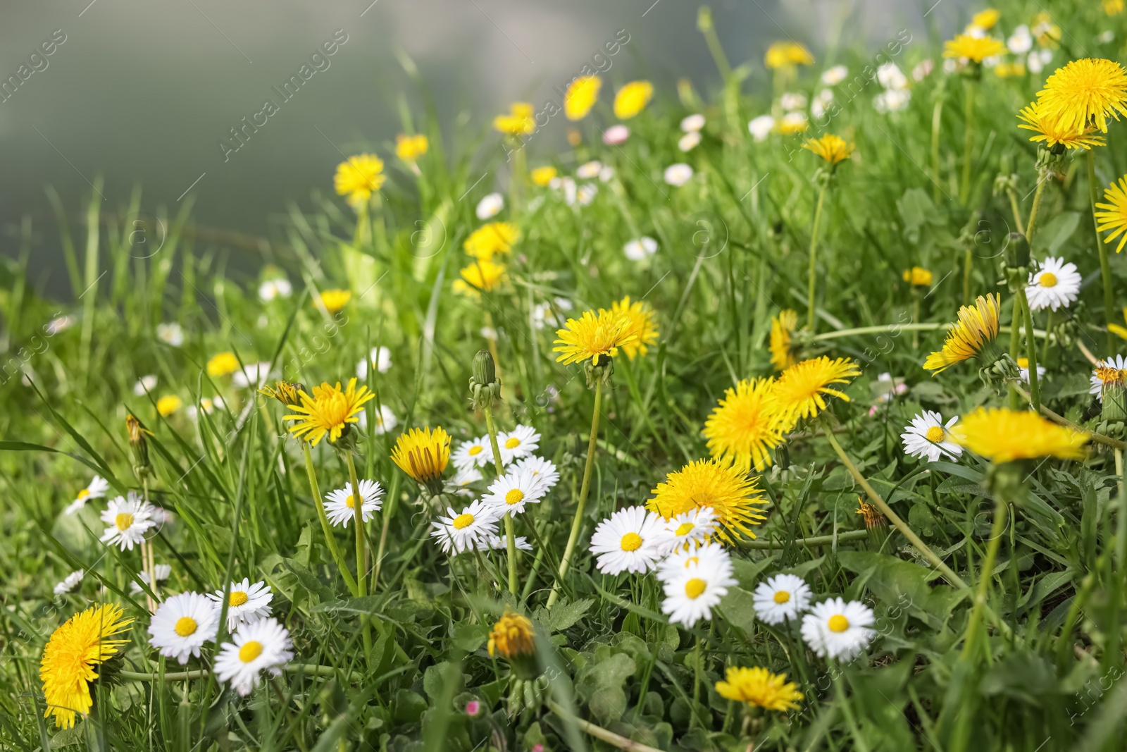 Photo of Beautiful bright yellow dandelions and chamomile flowers in green grass, closeup