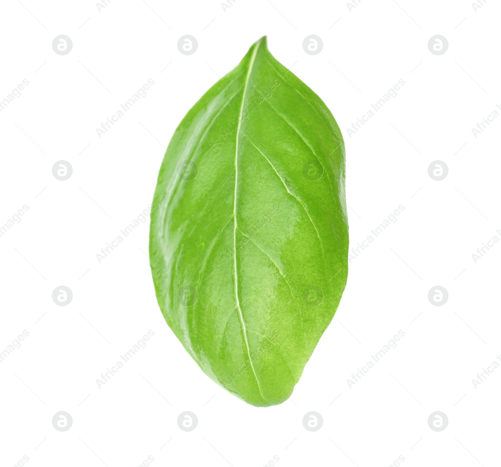 Photo of Fresh green basil leaf on white background