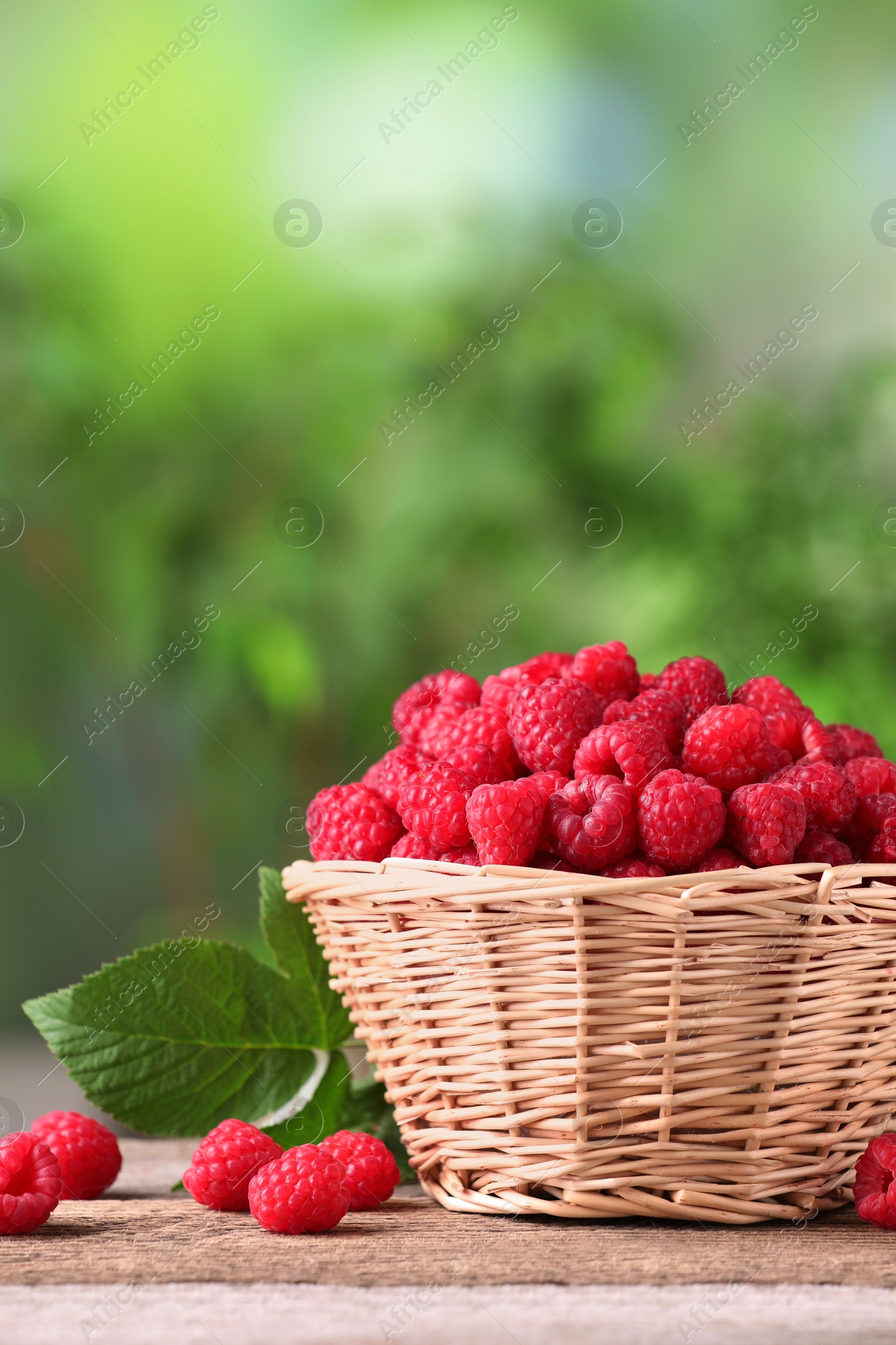 Photo of Wicker basket with tasty ripe raspberries and leaves on wooden table against blurred green background, space for text