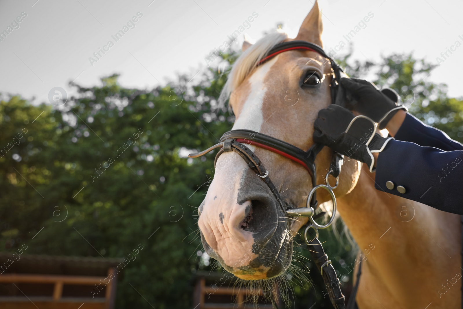 Photo of Young woman in horse riding suit and her beautiful pet outdoors on sunny day, closeup