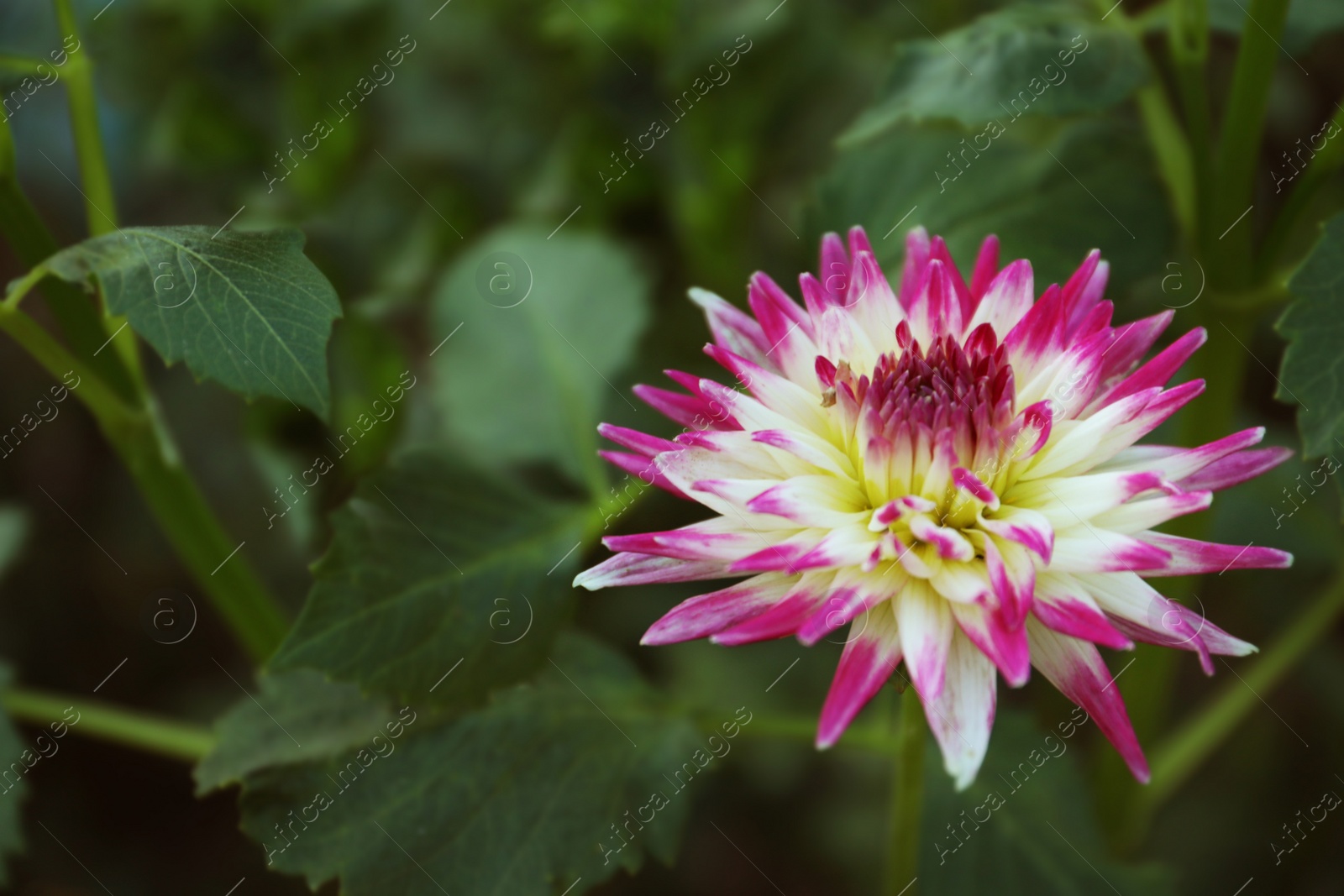 Photo of Beautiful blooming violet dahlia flower in green garden, closeup. Space for text