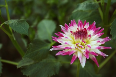 Beautiful blooming violet dahlia flower in green garden, closeup. Space for text