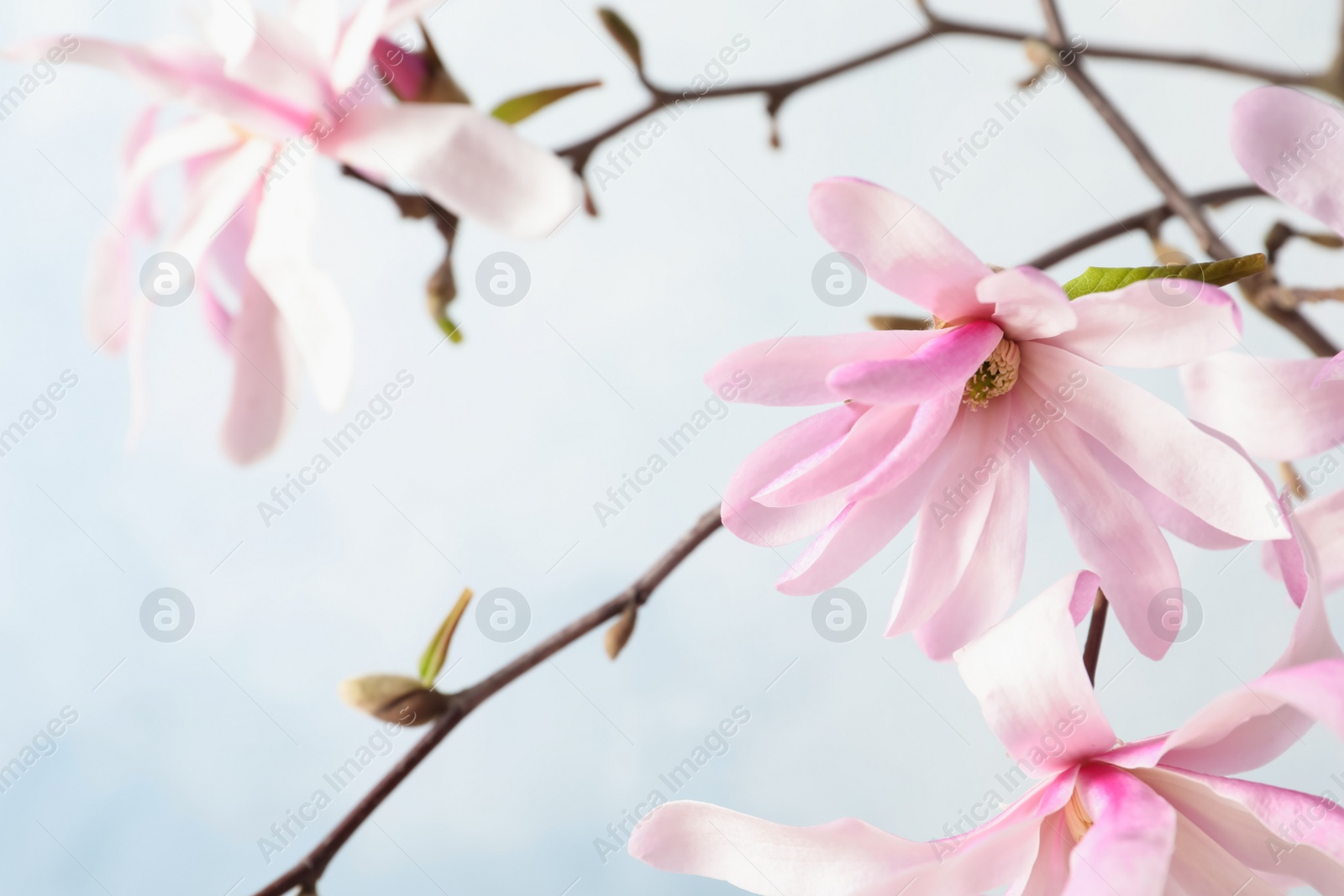Photo of Magnolia tree branches with beautiful flowers on light blue background, closeup