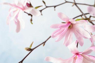 Magnolia tree branches with beautiful flowers on light blue background, closeup