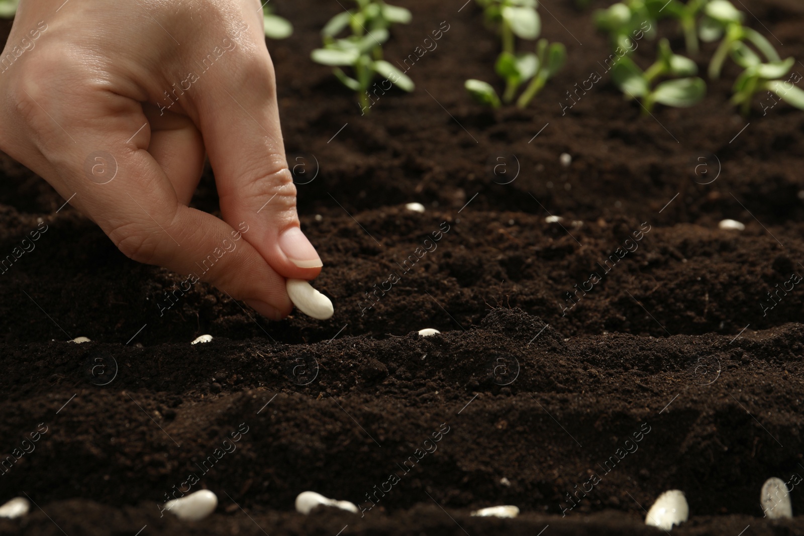 Photo of Woman planting beans into fertile soil, closeup. Vegetable seeds