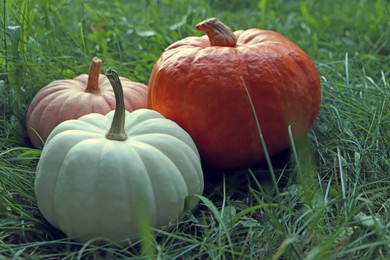 Different ripe pumpkins among green grass outdoors