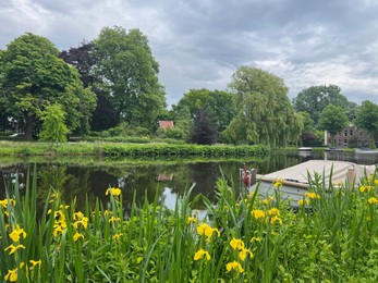 Photo of Beautiful yellow iris flowers growing near city canal with moored boat