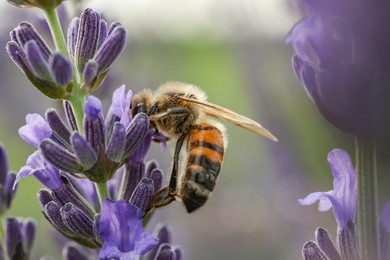 Honeybee collecting nectar from beautiful lavender flower outdoors, closeup