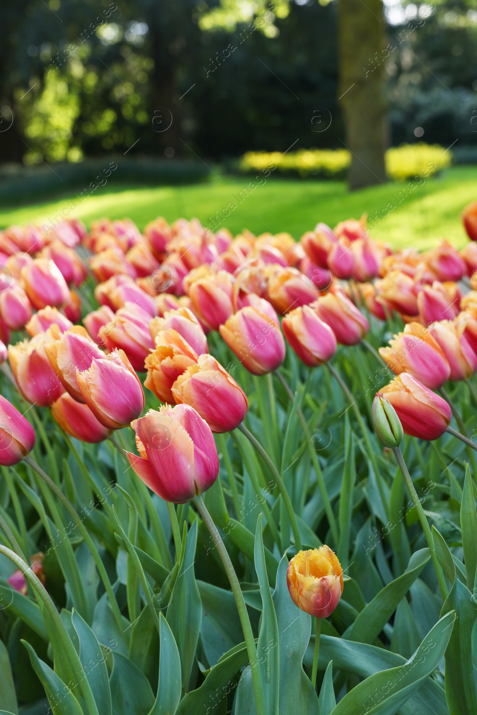 Photo of Many beautiful tulip flowers growing in park, closeup. Spring season