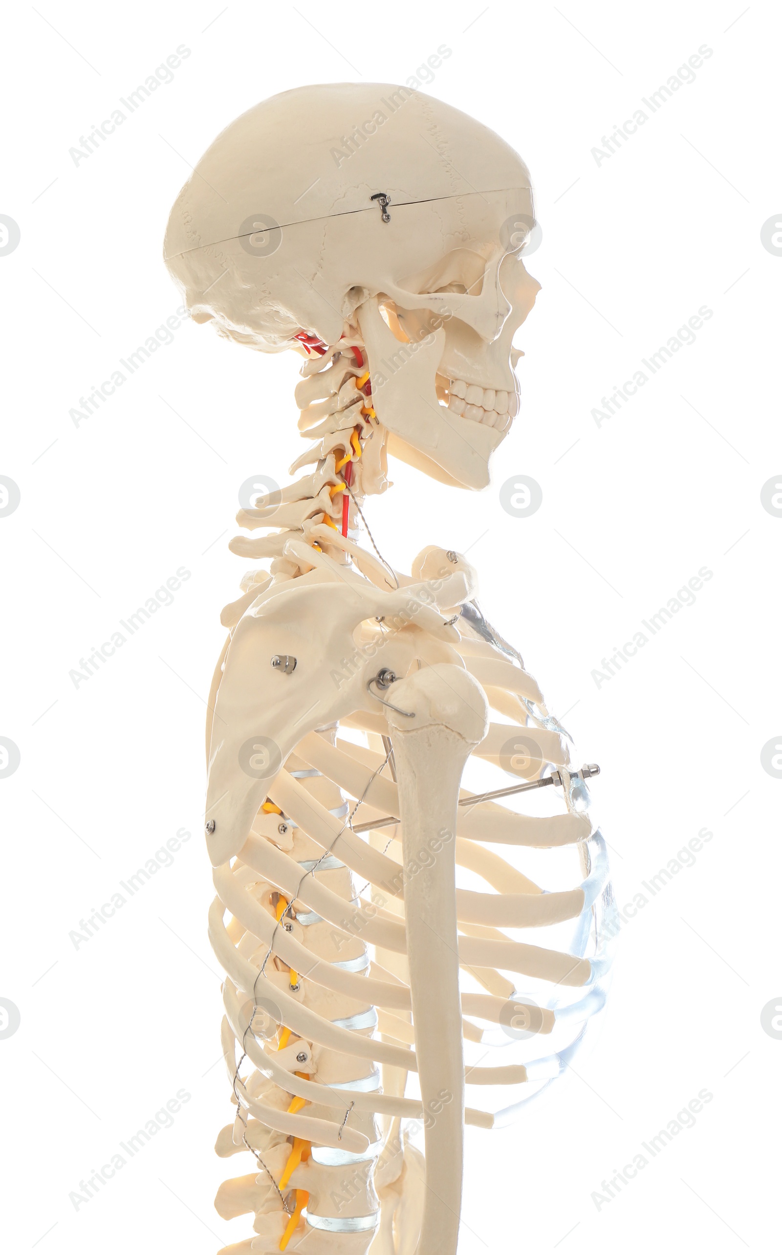 Photo of Artificial human skeleton model isolated on white