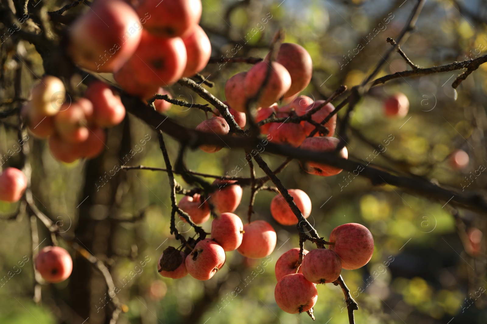 Photo of Delicious ripe red apples on tree in garden