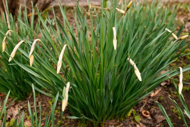 Photo of Beautiful unopened daffodil buds growing in garden. Spring flower