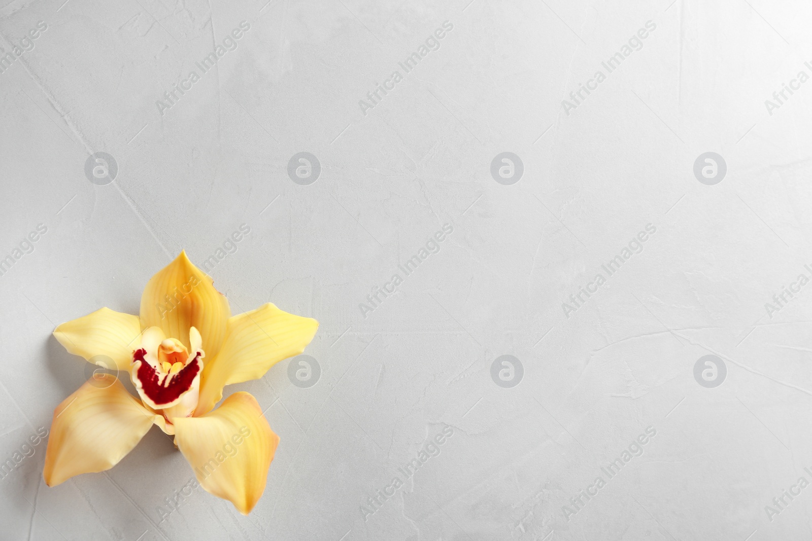 Photo of Beautiful tropical orchid flower on grey background, top view. Space for text