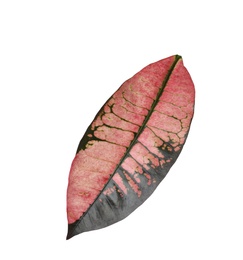 Leaf of tropical codiaeum plant on white background