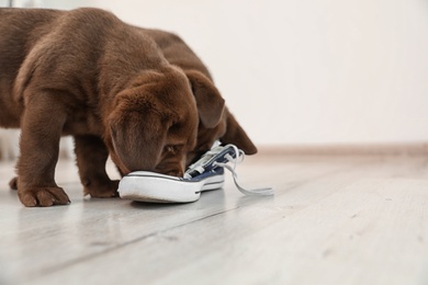 Chocolate Labrador Retriever puppies playing with sneaker on floor indoors. Space for text