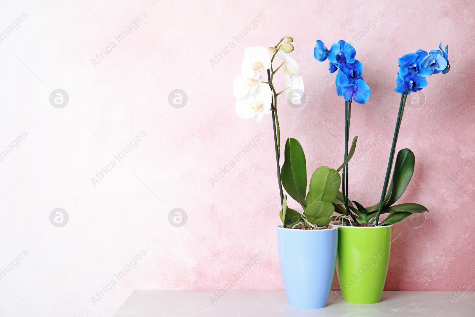 Photo of Beautiful tropical orchid flowers in pots on table near color wall. Space for text